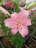 [4530 VH06 No02.JPG]